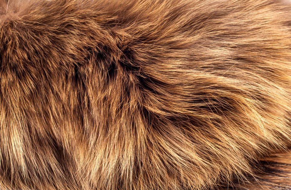 shutterstock_375733381